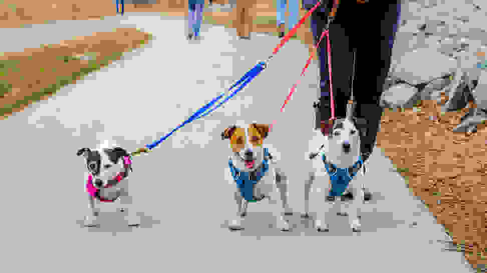 The Best Dog Harnesses