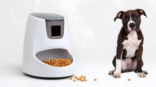 A pet feeder with a dog next to it