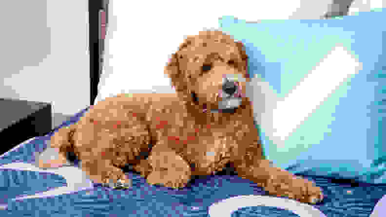 A dog sitting on the Stearns & Foster mattress.