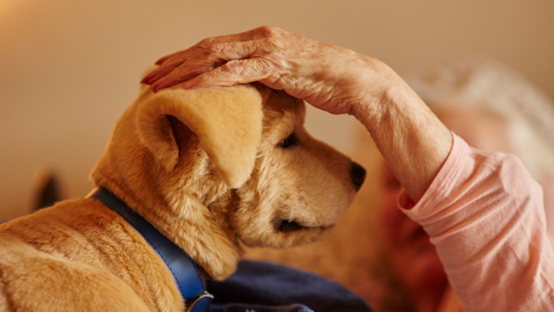 An elderly person gently petting a golden-colored dog wearing a blue collar, capturing a warm and tender moment of companionship and care.
