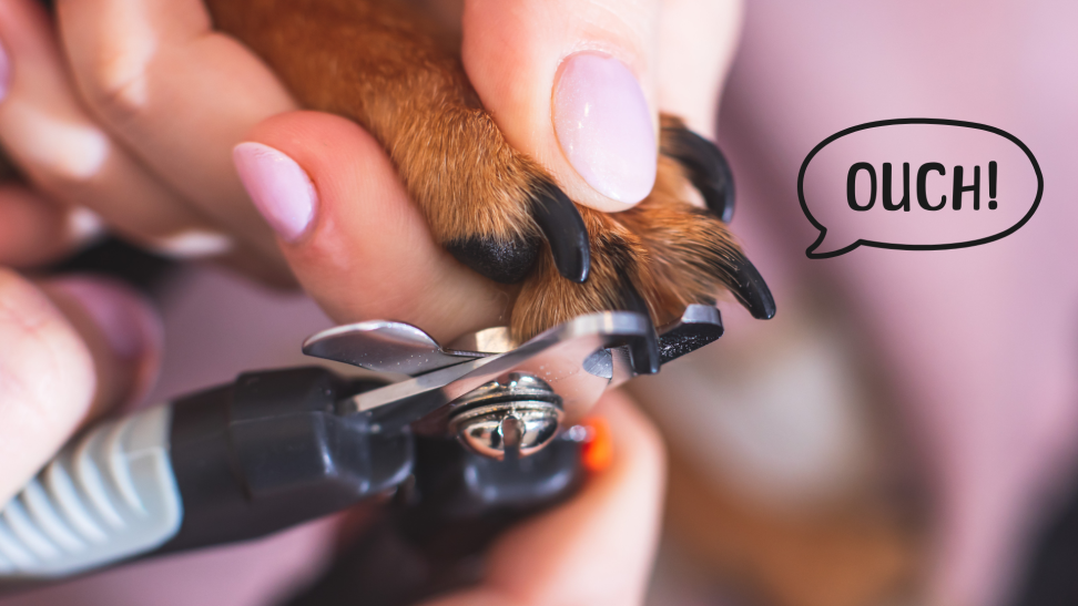 A hand holds a dog's paw to clip its nails