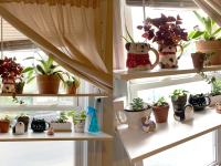 Left: Two parallel shelves with various plants in a variety of planters on a window, Right: same image but close up from the left